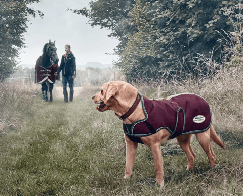 WeatherBeeta - Coats & Rugs for Dogs & Horses 