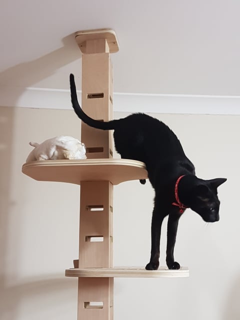 Elevation Cat Towers