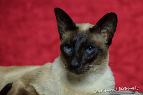 Pure 8 Generation Siamese cats and Kittens.