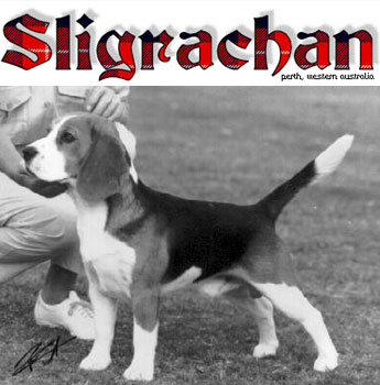 CH Sligrachan Drumfearn - one of the original Cham