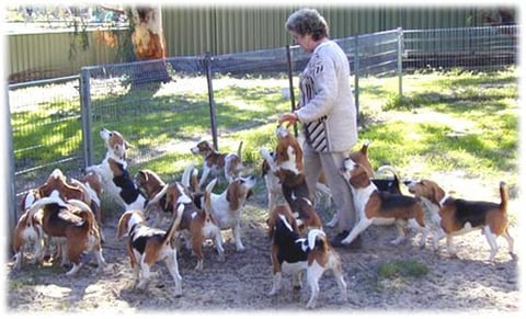 Some of the Beagle Pack ready for runaround