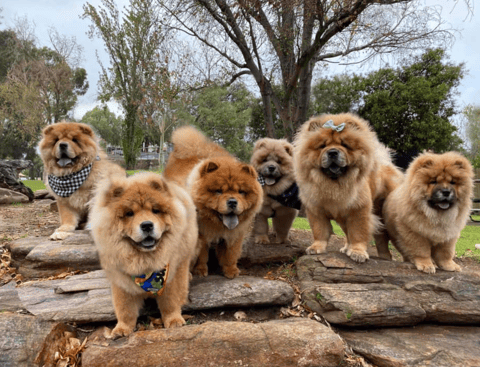 Chow Chow Club of VIC