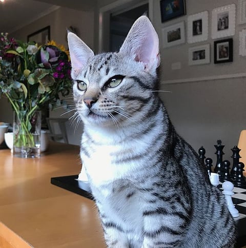 Black spotted silver Ocicat from Oz Catz