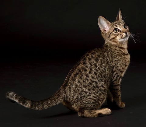 Tawny spotted Ocicat from Oz Catz