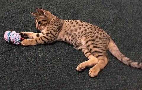 Chocolate spotted Ocicat from Oz Catz