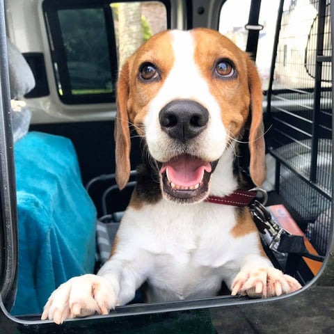 Charlie beagle being chauffeured to the dog park!