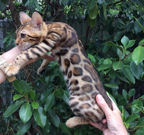 Tesla future breeding queen at Aziz Bengal Cattery