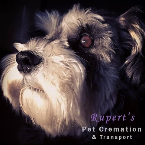 CEO of Rupert's Pet Cremation & Transport