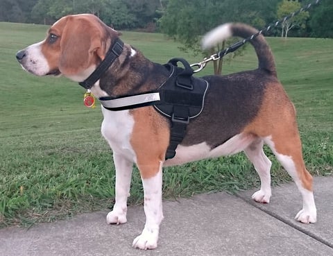 Dog Harness