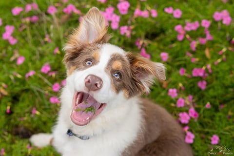 Outdoor Dog Photography