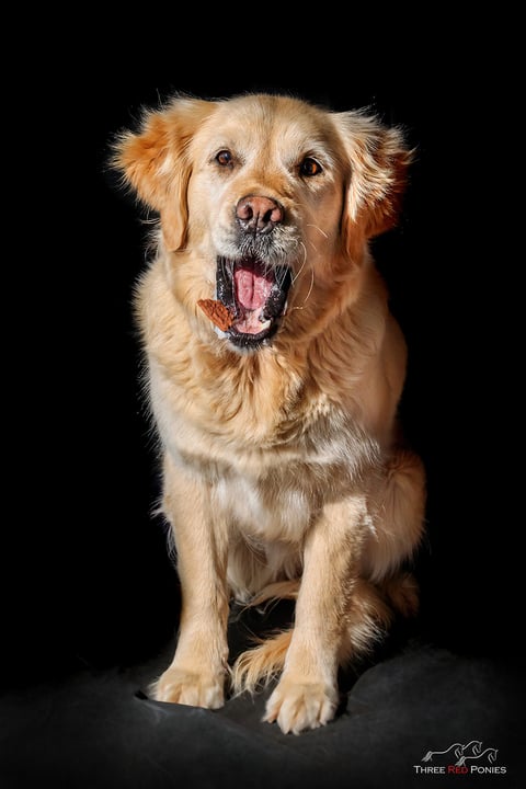 Studio Fine Art Dog Photography