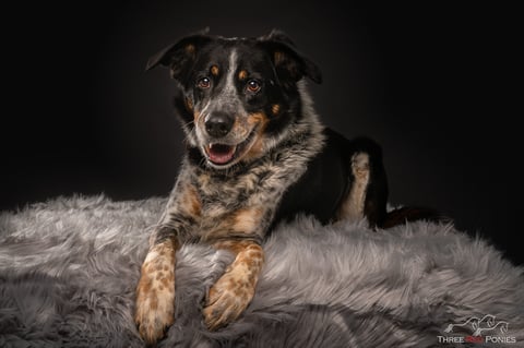 Studio Fine Art Dog Photography