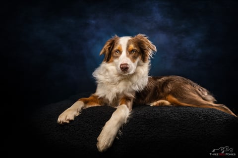 Studio Fine Art Dog Photography