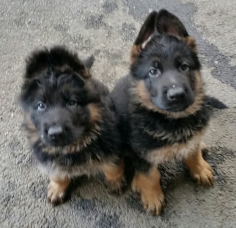 Maxdawn puppies