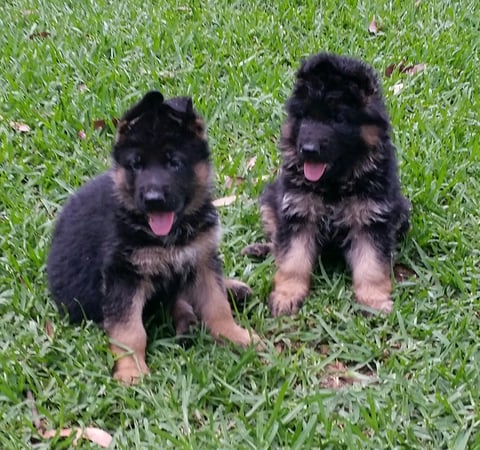 Maxdawn puppies