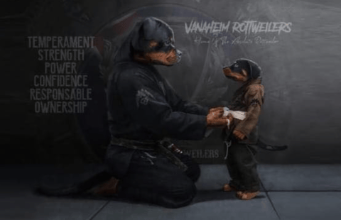 Vanaheim Rottweilers 