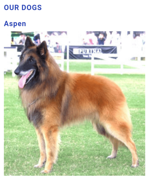 AKC UKC CAN AUST CH Aspen du Peindre au Vif Imp US