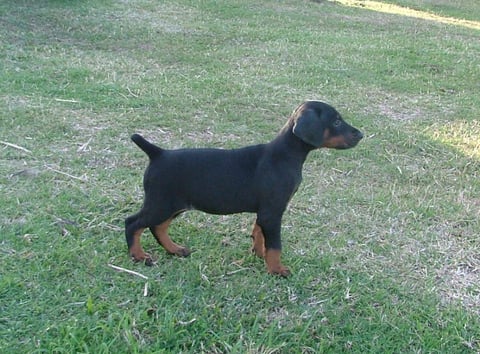 Dior, Natural Born Bobtail Dobermann Pup