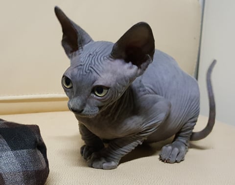 Solid Blue Sphynx kittens 