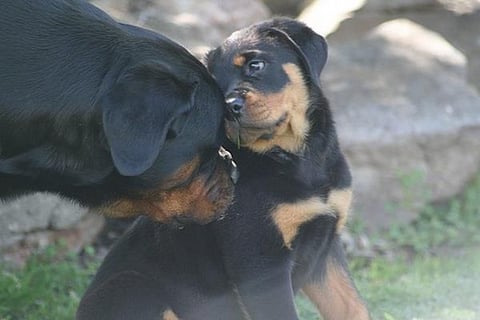 Stambakai Rottweilers