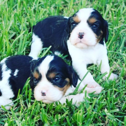 Parknee Puppies 2018