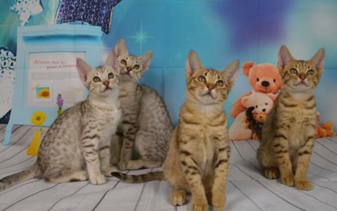 Chocolate silver & chocolate Ocicat kittens 