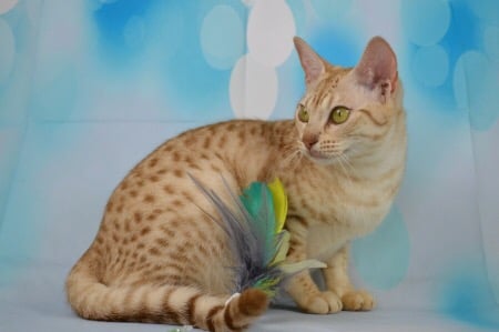 Cinnamon silver Ocicat 