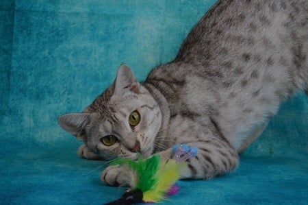 Chocolate silver Ocicat 