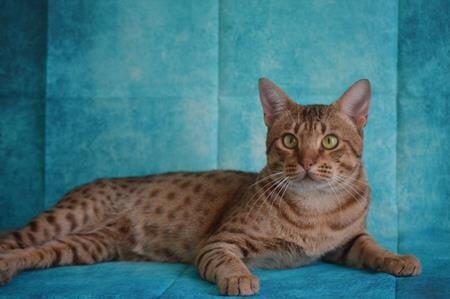 Chocolate Ocicat 