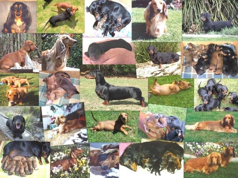 Collage of some of our dachshunds since the 90s