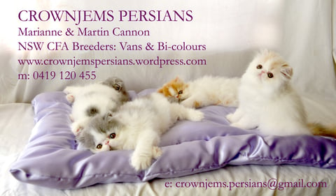 Crownjems Persians