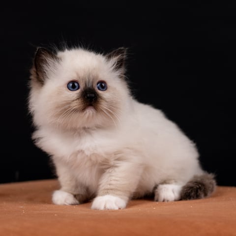 Seal Mitted