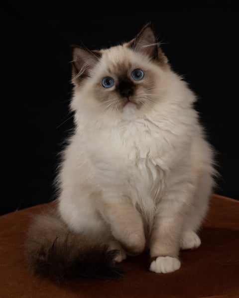 Seal Mitted