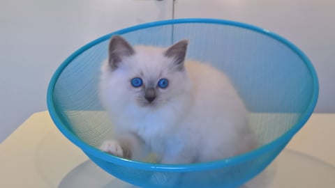 Blue Mitted Beauty