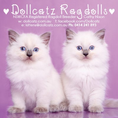 Dollcatz Ragdolls