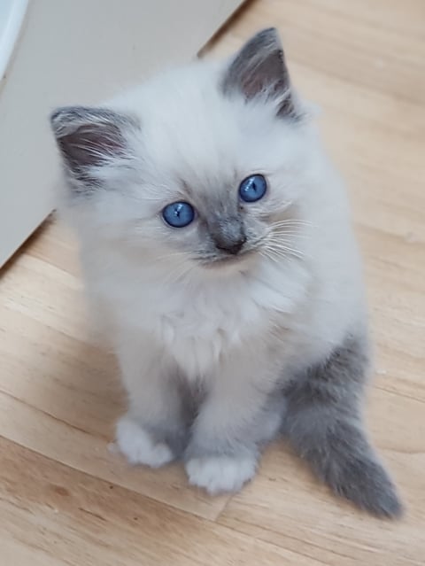 Blue Mitted Gorgeous Ragdoll Kitten