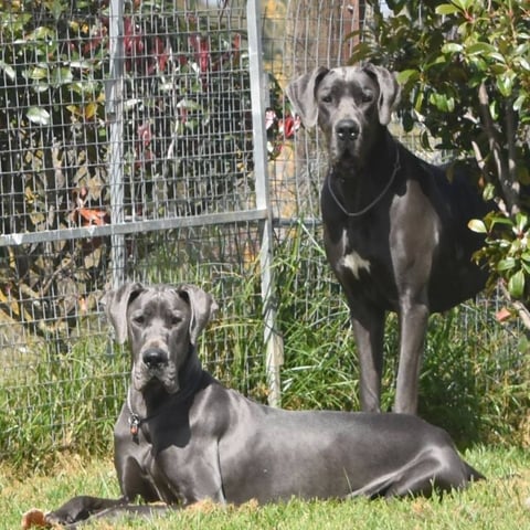 Okelani Great Danes