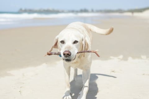 Dog friendly beach guide