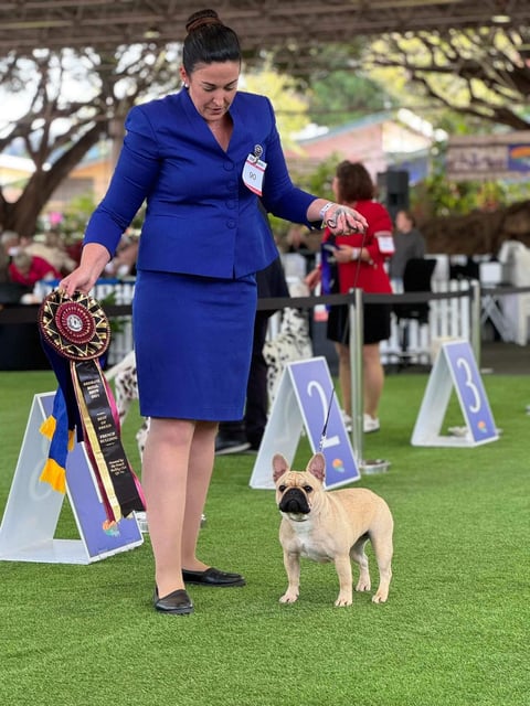 Freya - Best of Breed Brisbane Royal 2024 