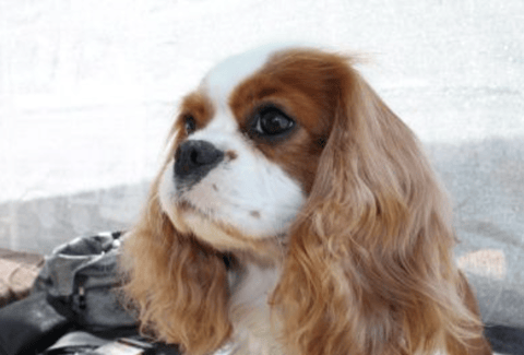 Ertae Cavalier King Charles Spaniels
