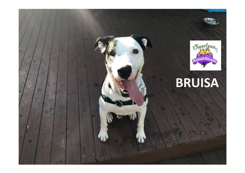 Bruisa - Available for Adoption