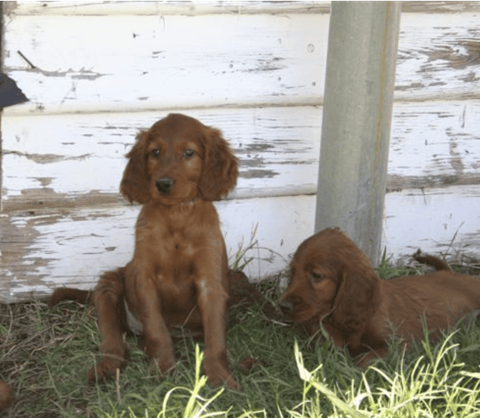 Ornac Irish Setter Pups