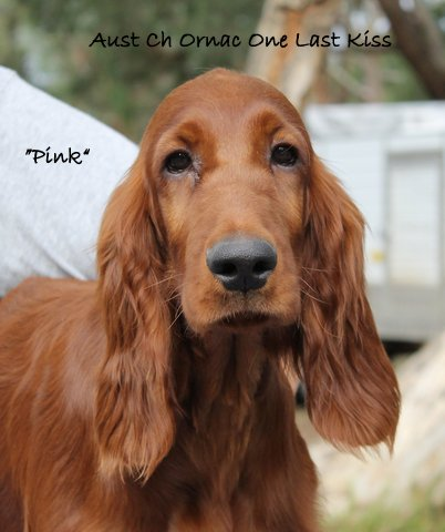 Ornac Irish Setter