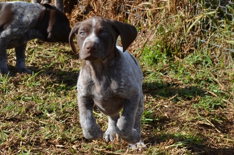 German Shorthaired Pointer - Oz