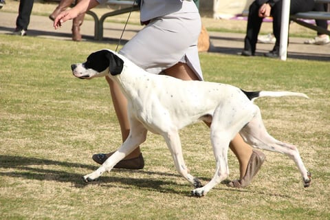 English Pointer - Peter