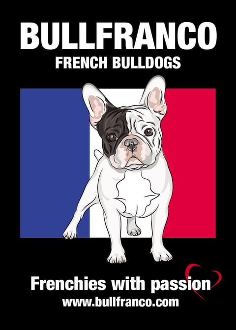 Bullfranco French Bulldogs 