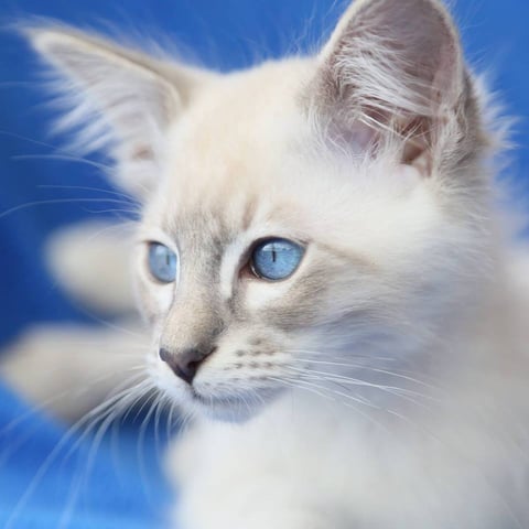 Blue Tabby Point kitten