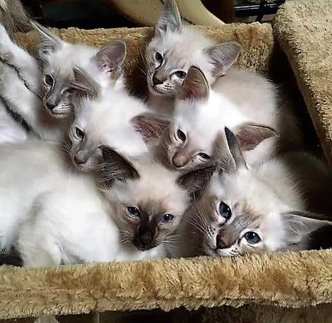 Litter of Balinese kittens