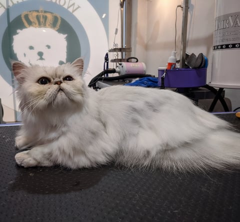 Gorgeous Cats after grooming!