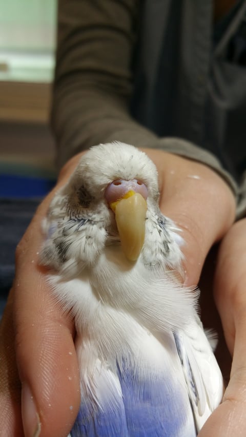 Budgie vet - Dental Composite beak repair 